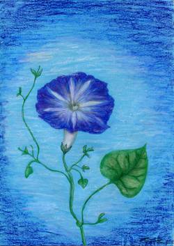 Blume in Blau