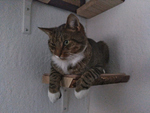 Catwalk: Tuffi liegt auf Stufe