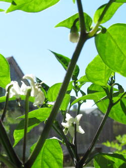 Chiliblüten