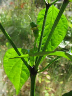 Chilifrucht