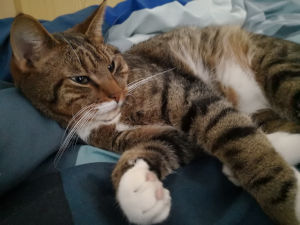 Kater im Bett