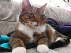 Kater auf dem Sofa