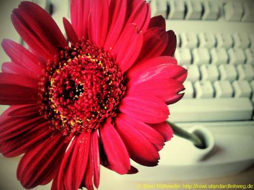 Stilleben: Blume vor Tastatur