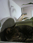 Tuffi in Hängemate mit Blick auf den Steg
