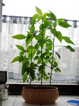 Chilis Fips 50cm hoch