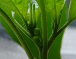 Chilis Fips Blütenansatz