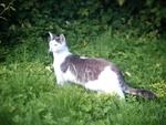 Tilly wachsam im Garten