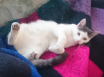 Tilly 4