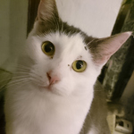 Tilly