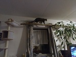 Tuffi auf dem Ast des Catwalk zwischen den Hängematten