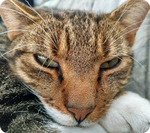 Tuffi
