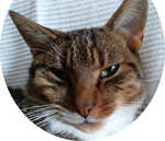 Tuffi