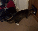 Kater geht durch die Katzenklappe