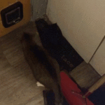 Animation: Fremdkater versucht durch die Katzenklappe zu kommen