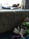 Tuffi und Tilly am Sofa/Fenster