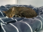Tuffi auf Bett
