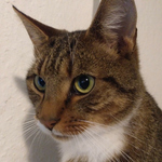 Tuffi