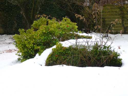 Grün unter Schnee
