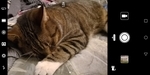 Mate10Pro - Automatikmodus Katze